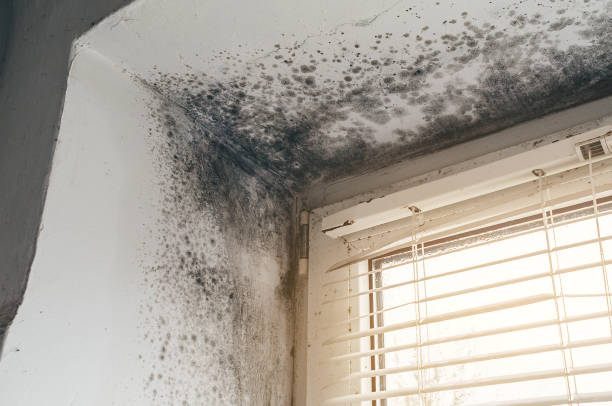 Affordable Mold Remediation solutions in Dearborn Heights, MI